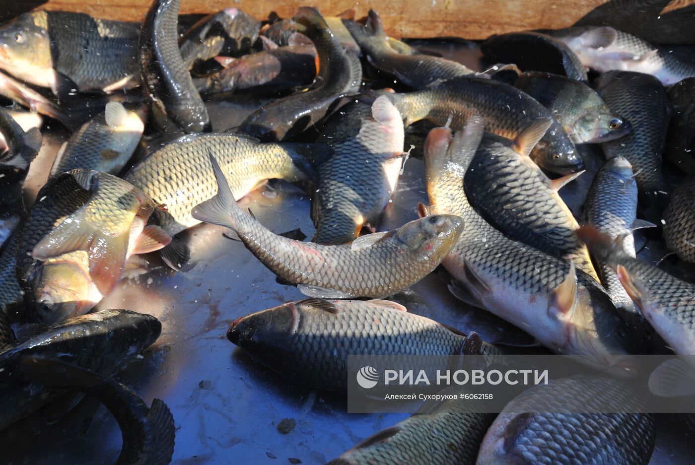 Рыбхоз в Тамбовской области