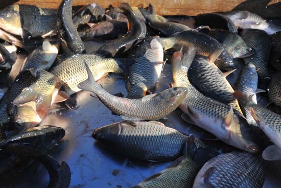 Рыбхоз в Тамбовской области