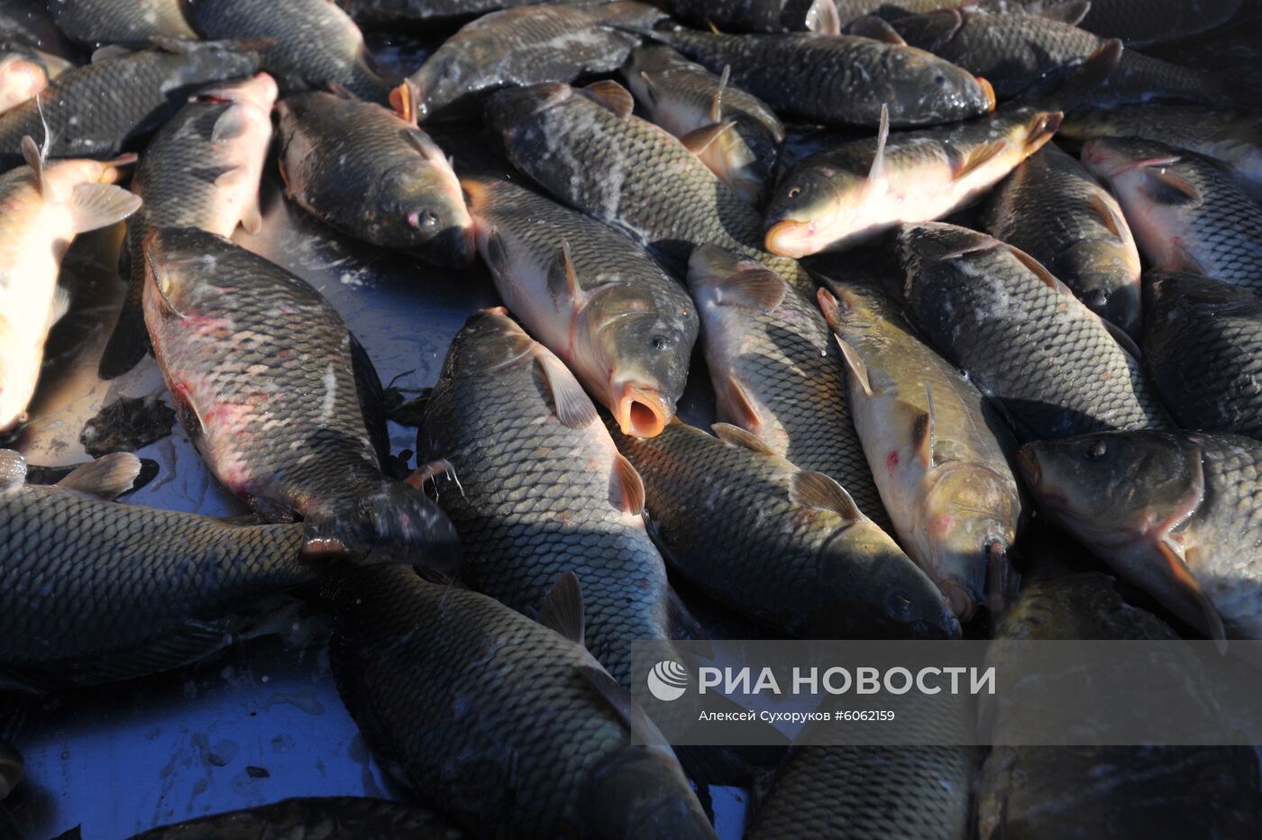 Рыбхоз в Тамбовской области