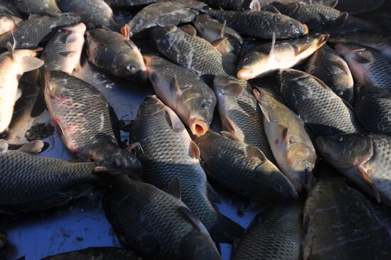 Рыбхоз в Тамбовской области