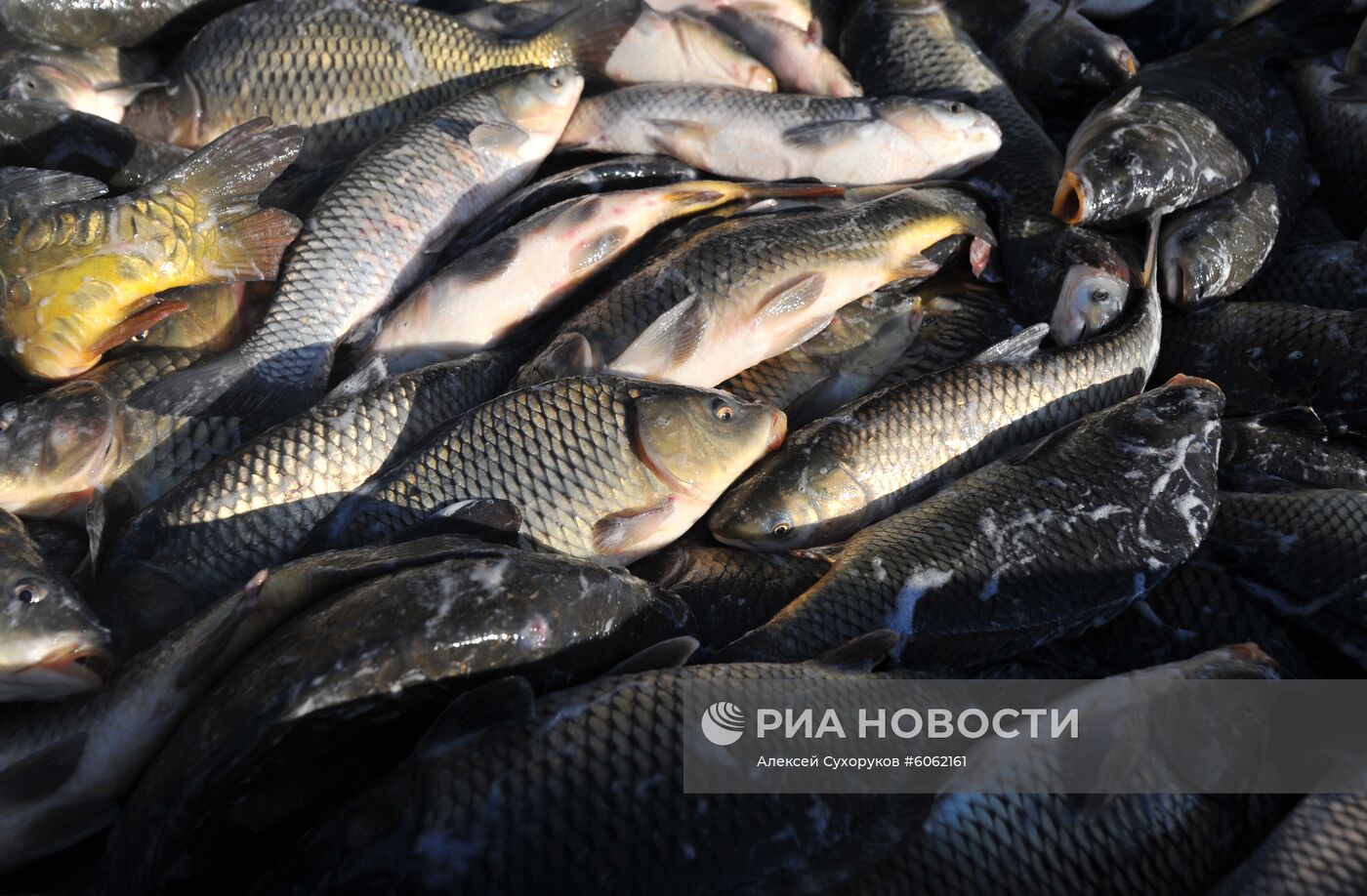 Рыбхоз в Тамбовской области