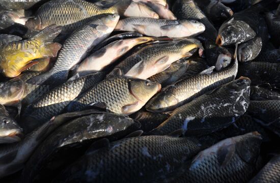 Рыбхоз в Тамбовской области