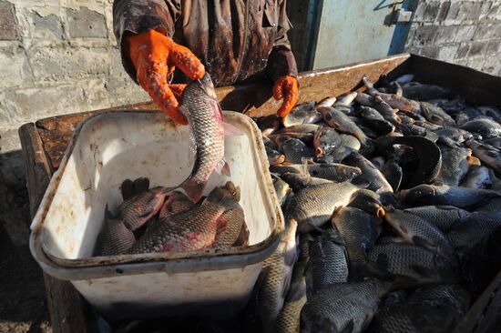 Рыбхоз в Тамбовской области