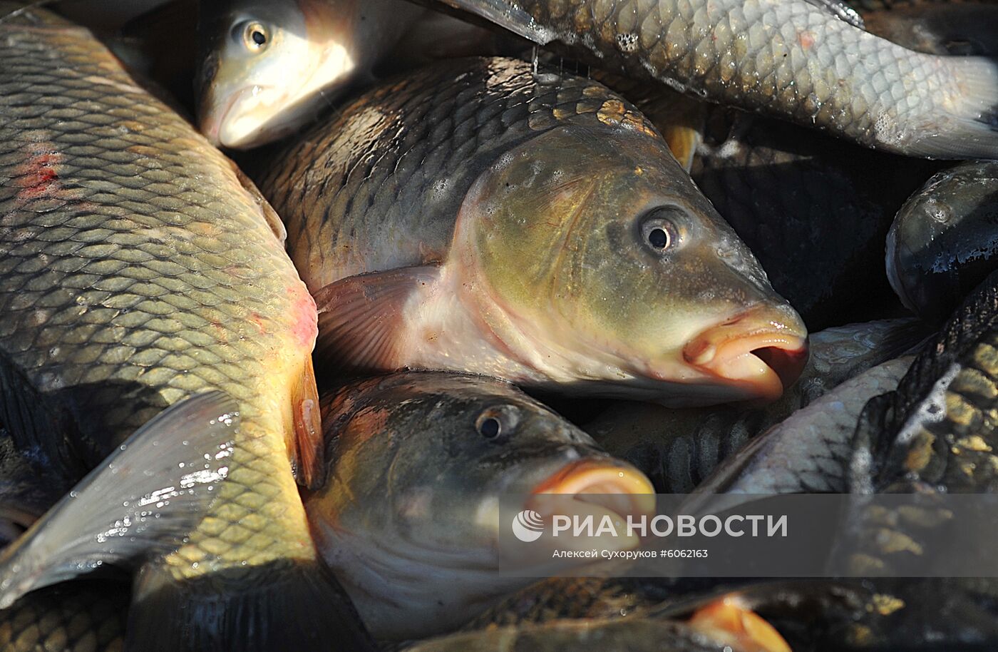 Рыбхоз в Тамбовской области