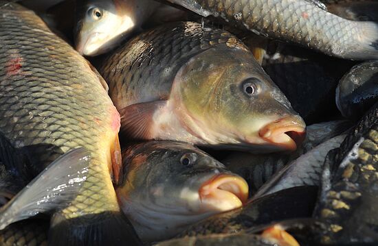 Рыбхоз в Тамбовской области