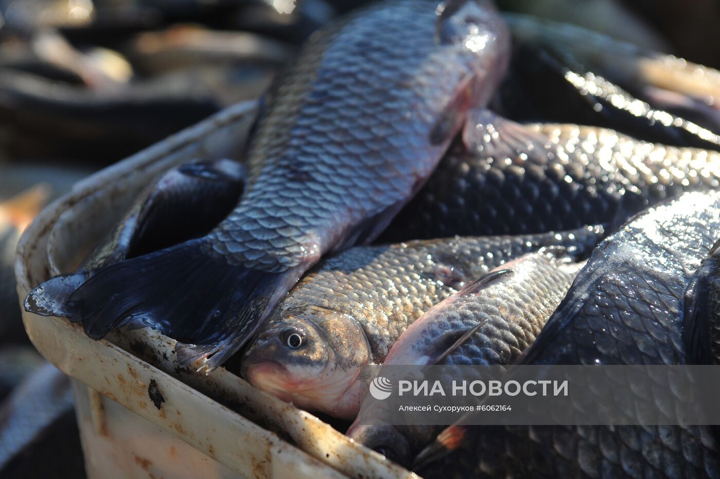 Рыбхоз в Тамбовской области