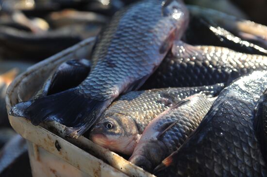 Рыбхоз в Тамбовской области