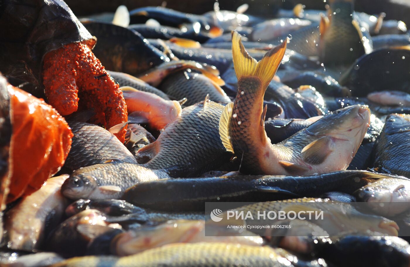 Рыбхоз в Тамбовской области