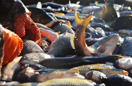 Рыбхоз в Тамбовской области