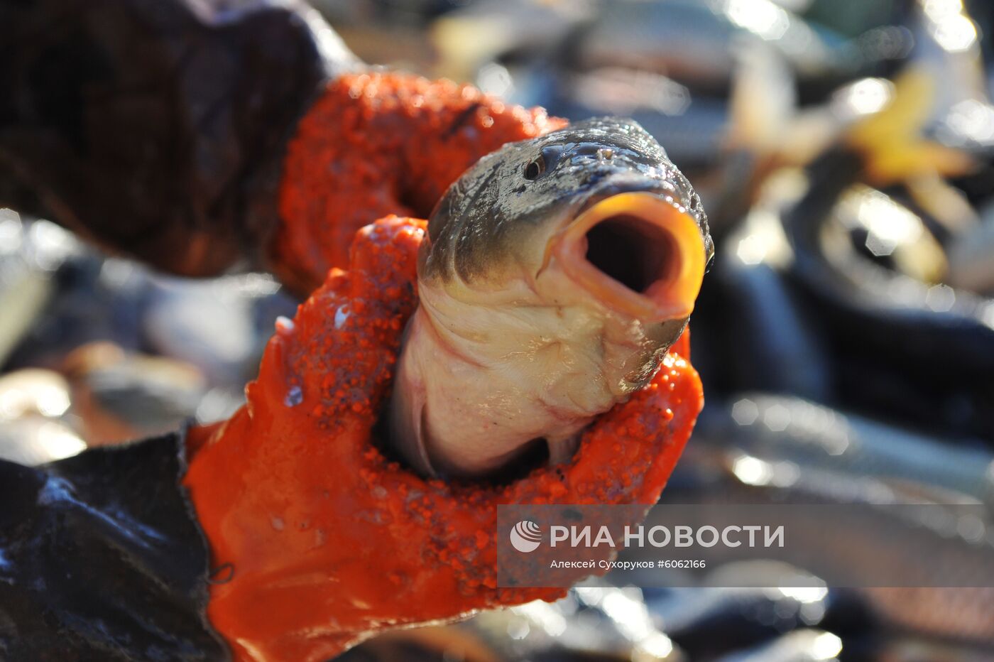 Рыбхоз в Тамбовской области