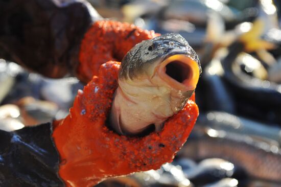 Рыбхоз в Тамбовской области