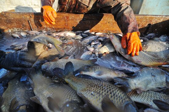 Рыбхоз в Тамбовской области