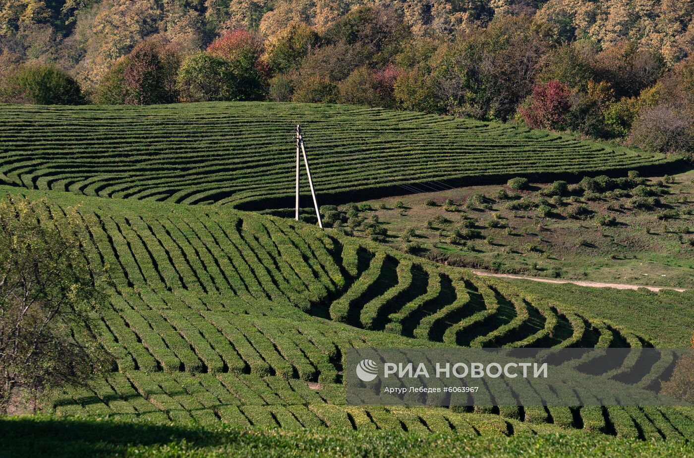 Забег по чайным плантациям в Сочи