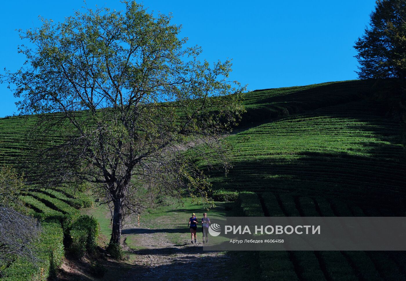 Забег по чайным плантациям в Сочи
