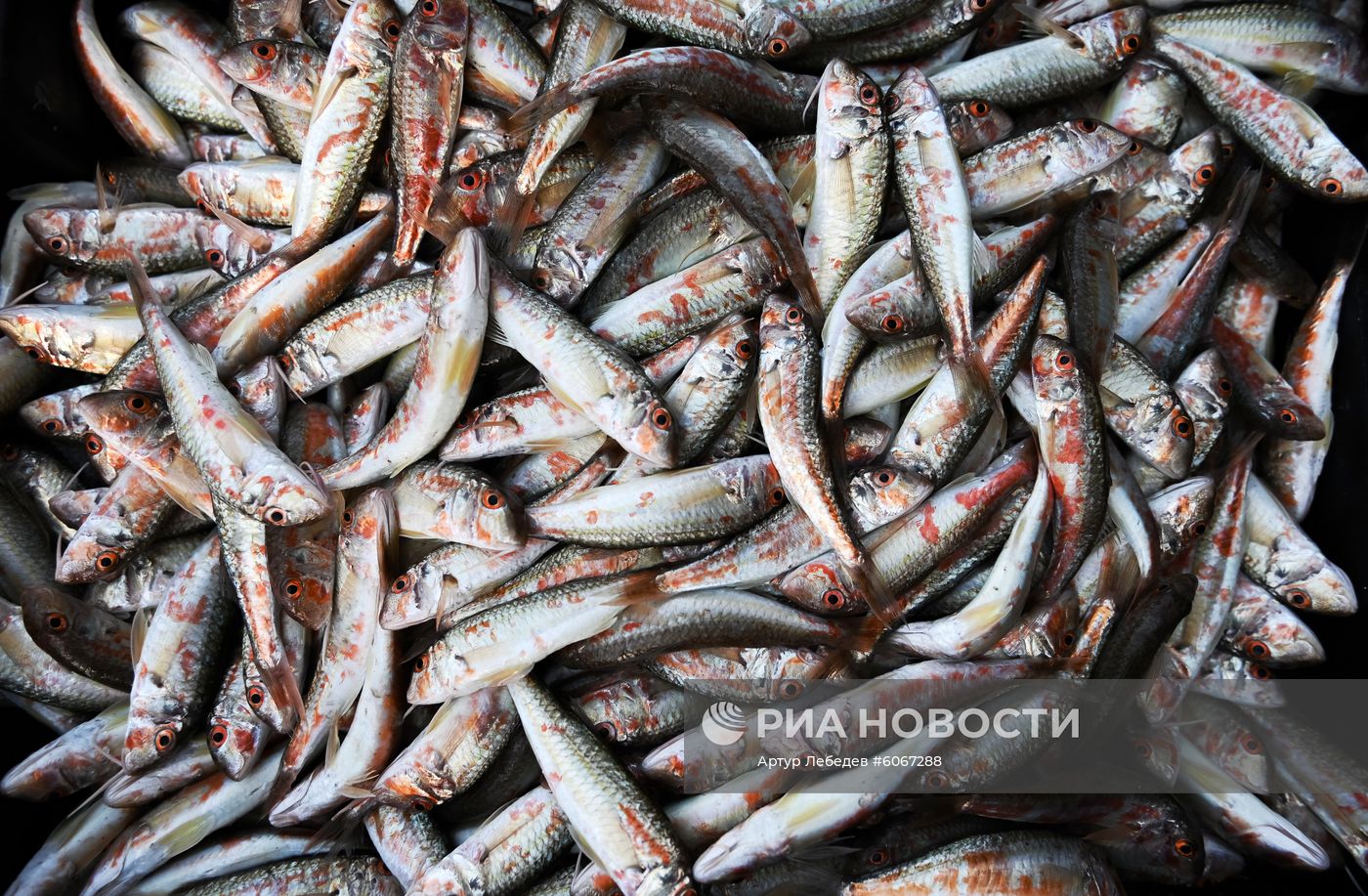 Ловля барабули в Сочи
