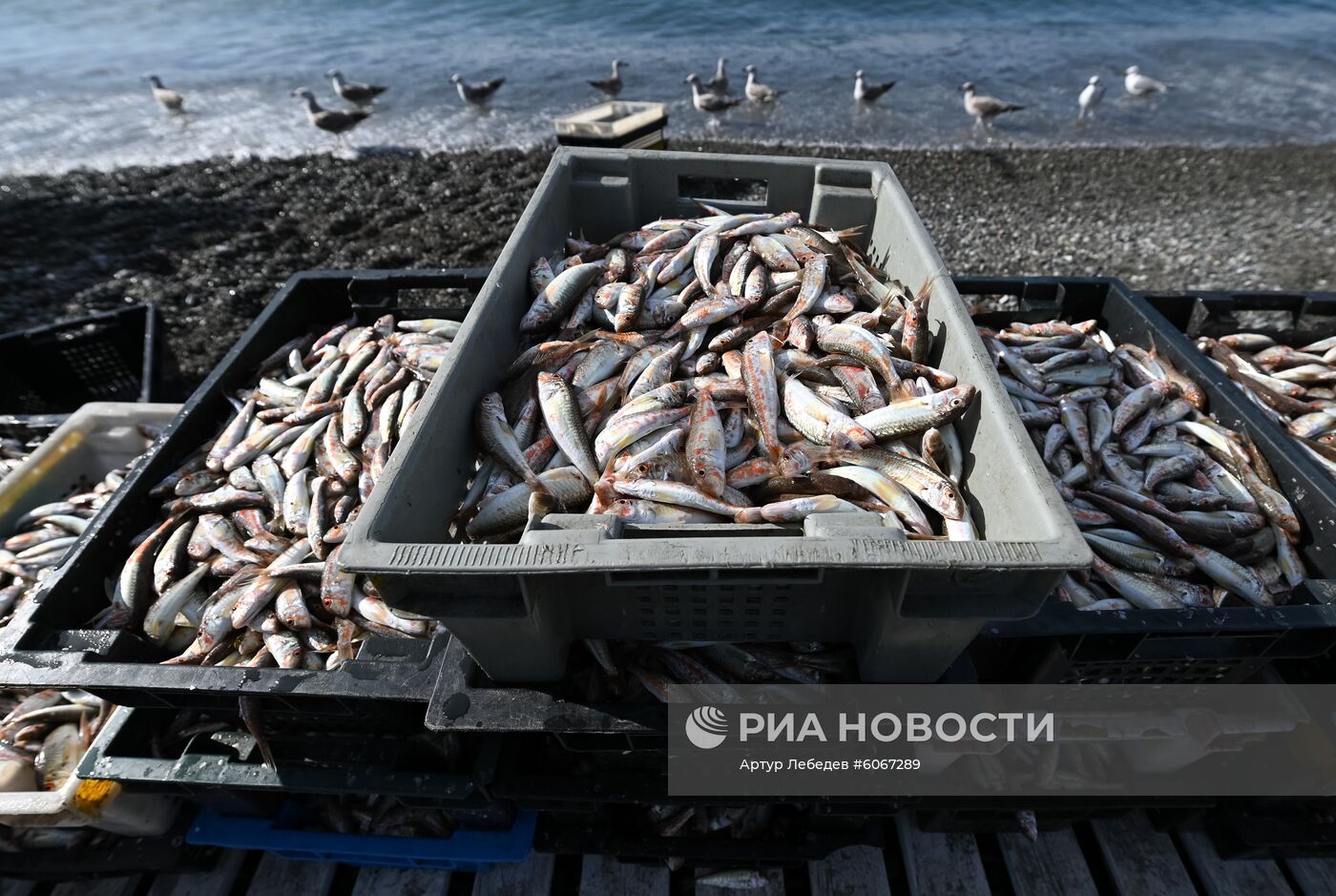 Ловля барабули в Сочи