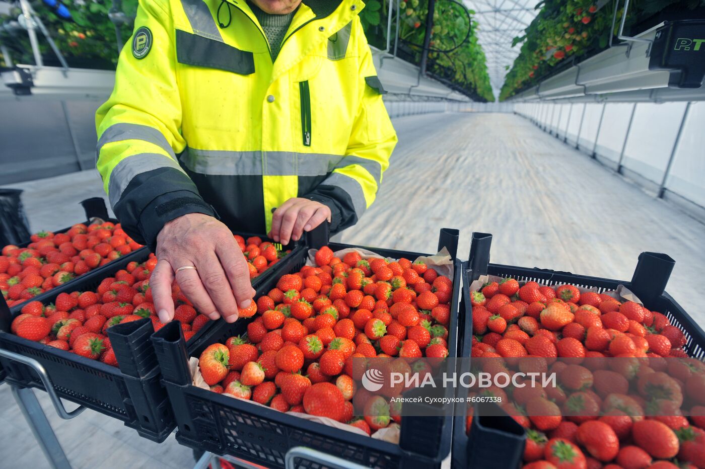 Выращивание клубники в Тамбовской области