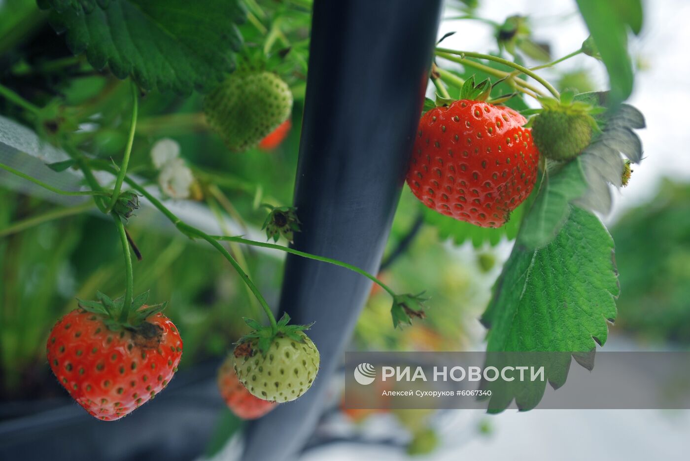 Выращивание клубники в Тамбовской области