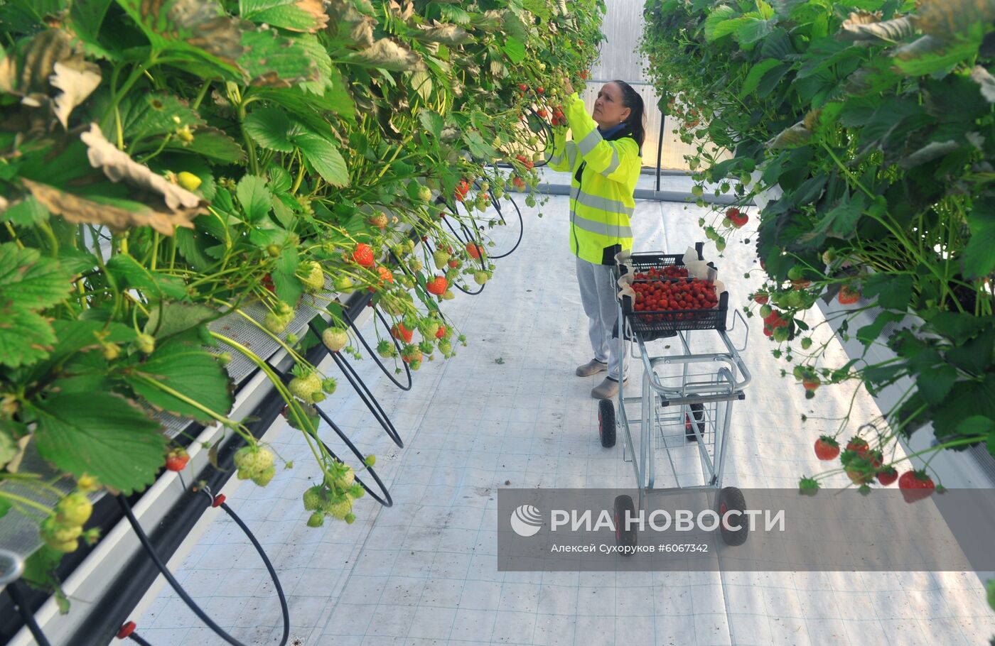 Выращивание клубники в Тамбовской области