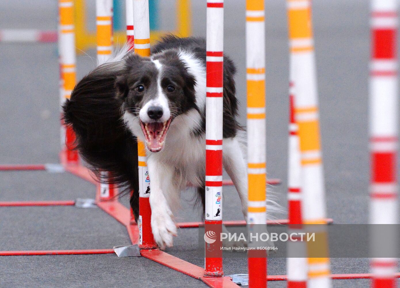 Выставка "Зоомир. Домашние животные" в Красноярске