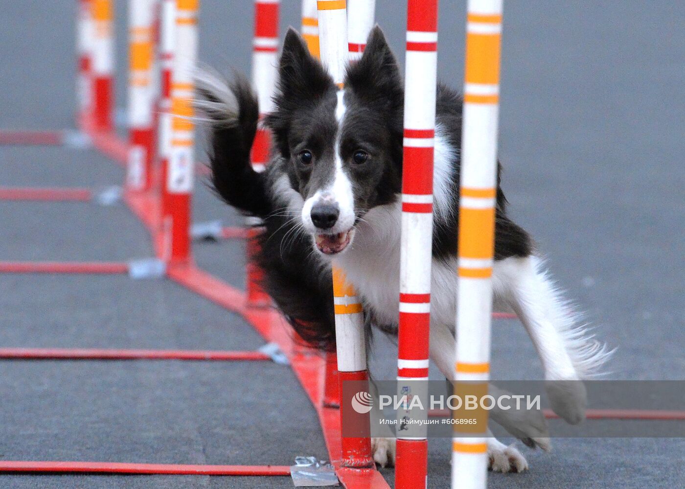 Выставка "Зоомир. Домашние животные" в Красноярске