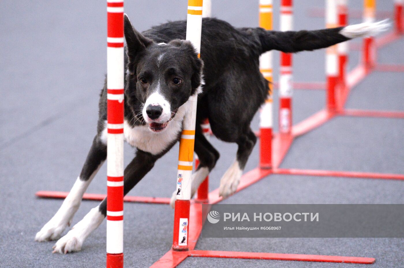 Выставка "Зоомир. Домашние животные" в Красноярске