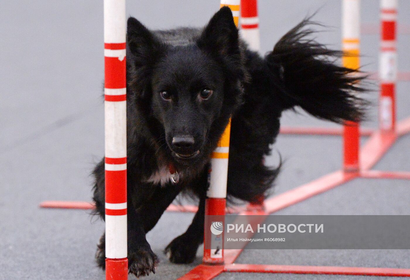 Выставка "Зоомир. Домашние животные" в Красноярске