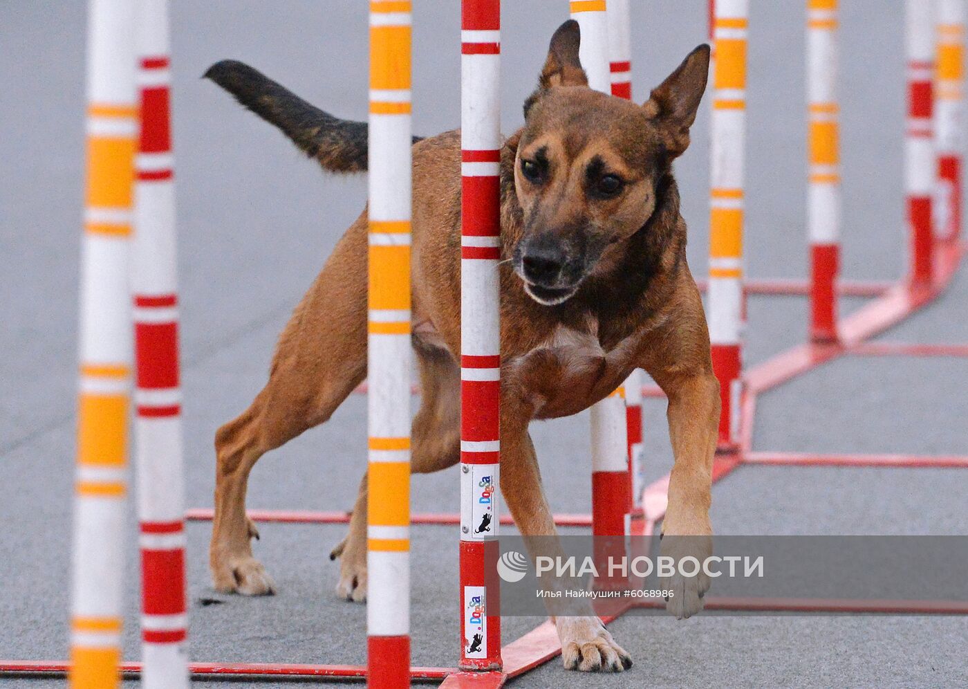 Выставка "Зоомир. Домашние животные" в Красноярске