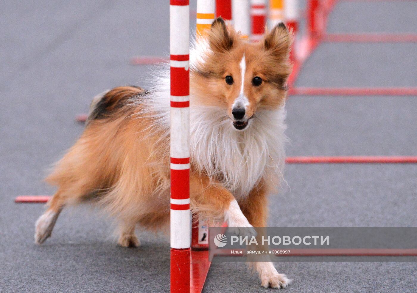 Выставка "Зоомир. Домашние животные" в Красноярске