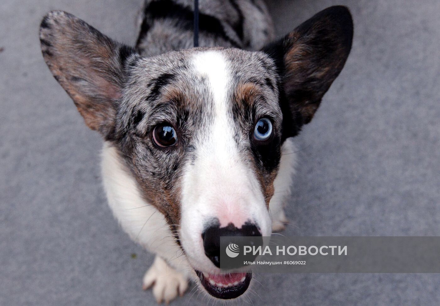 Выставка "Зоомир. Домашние животные" в Красноярске