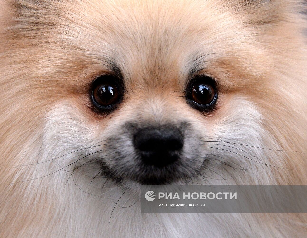 Выставка "Зоомир. Домашние животные" в Красноярске