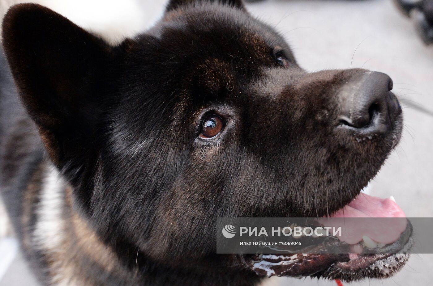 Выставка "Зоомир. Домашние животные" в Красноярске