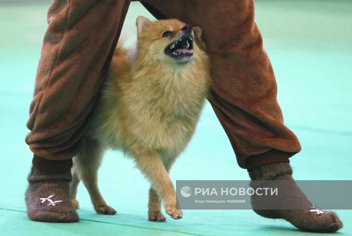 Выставка "Зоомир. Домашние животные" в Красноярске