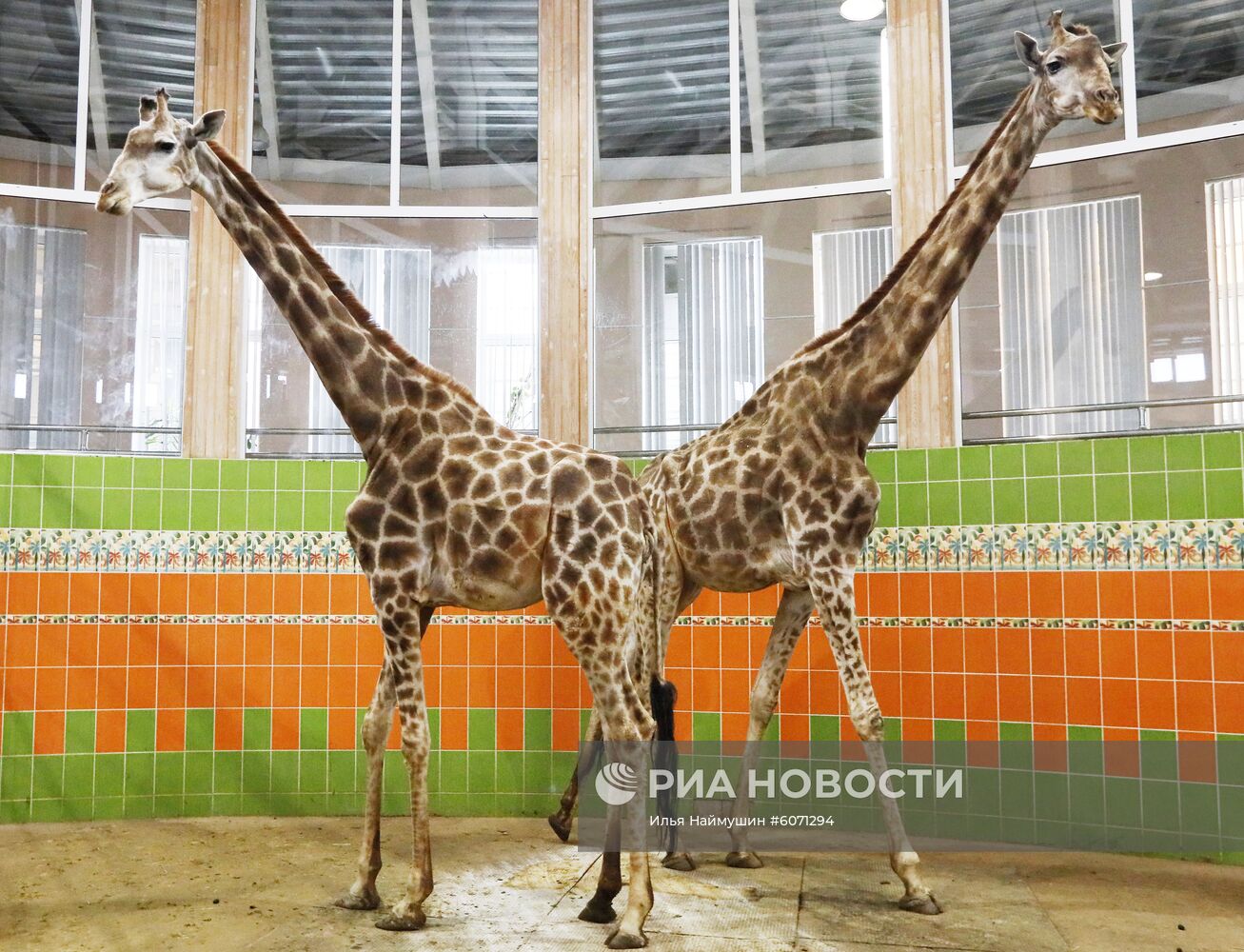 Жирафы в Красноярском зоопарке