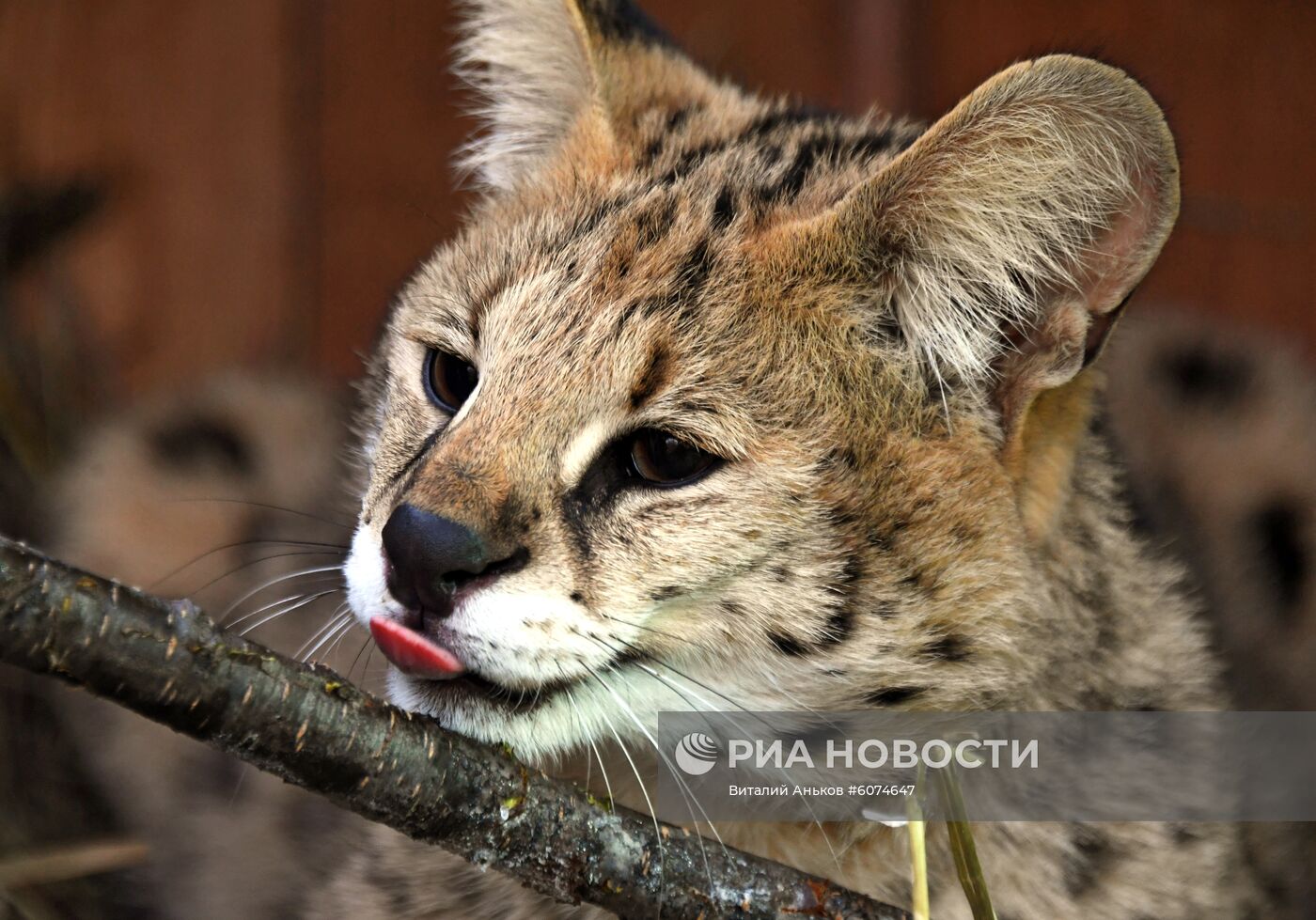 Сервал в Приморском сафари-парке 