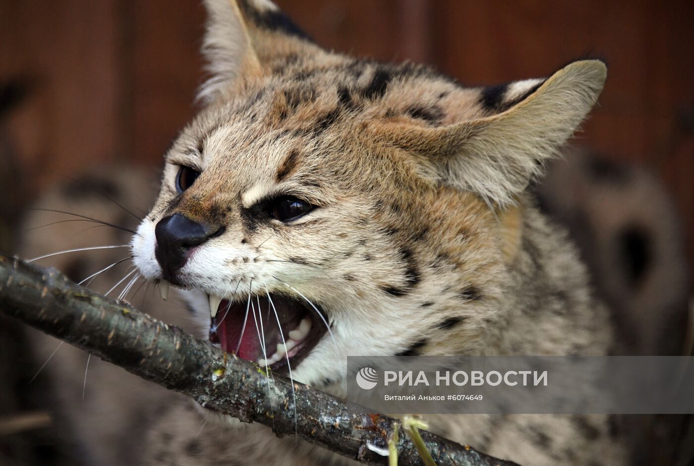 Сервал в Приморском сафари-парке 