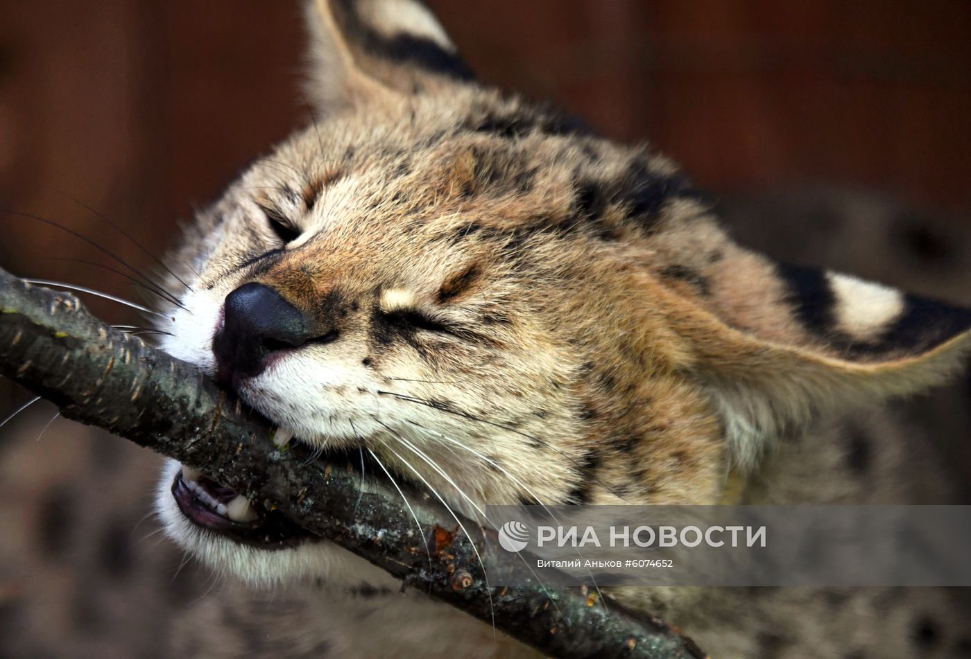 Сервал в Приморском сафари-парке 