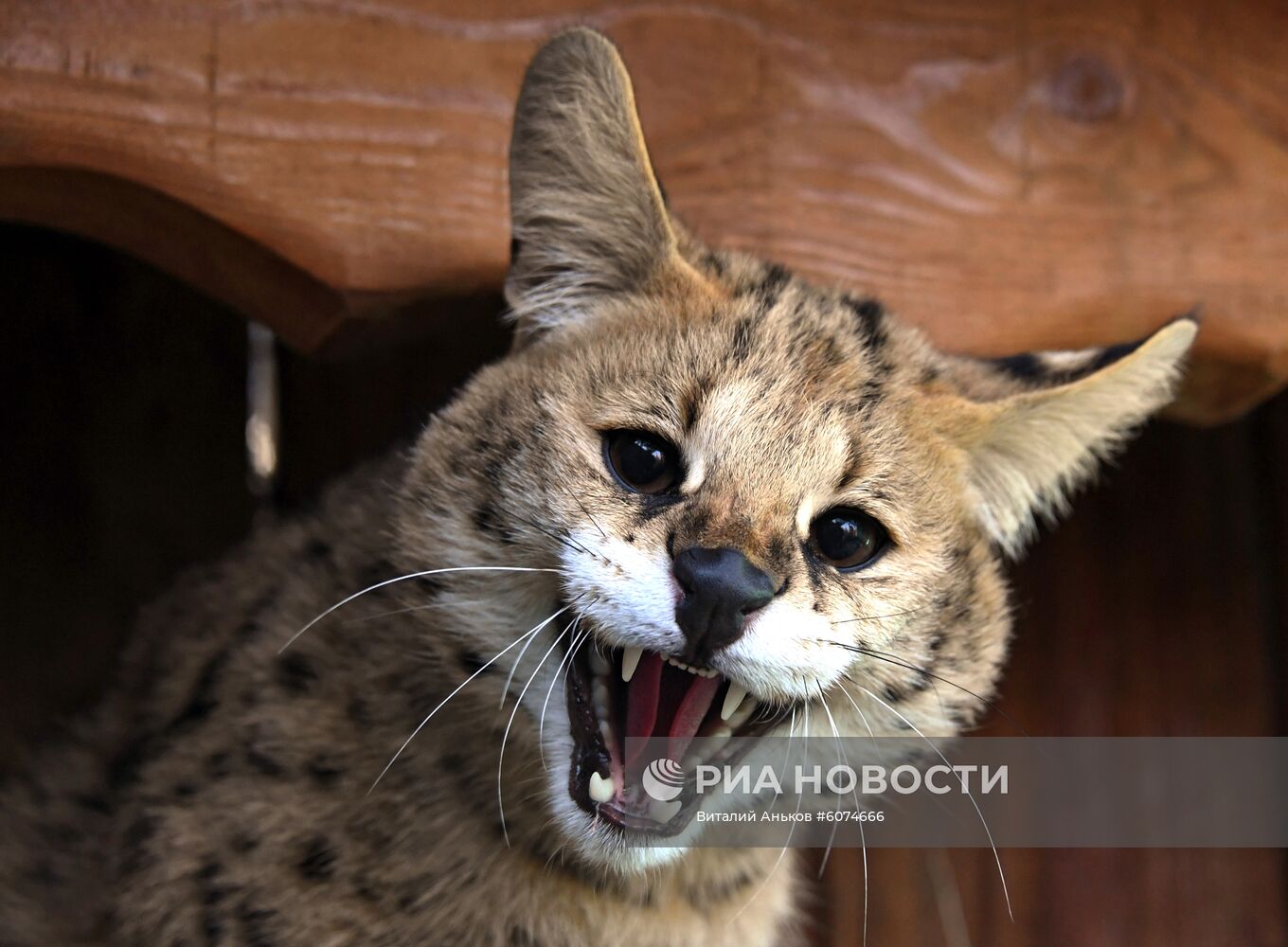 Сервал в Приморском сафари-парке