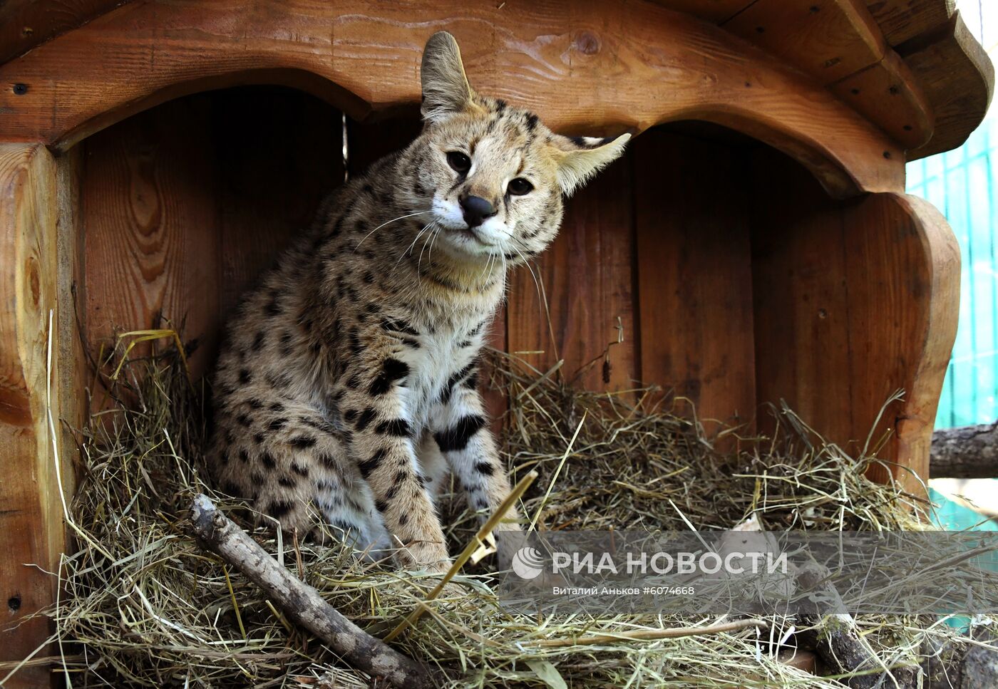 Сервал в Приморском сафари-парке