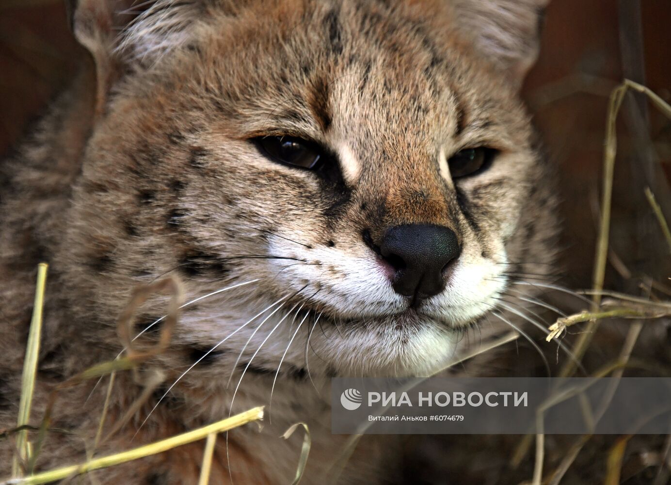 Сервал в Приморском сафари-парке 