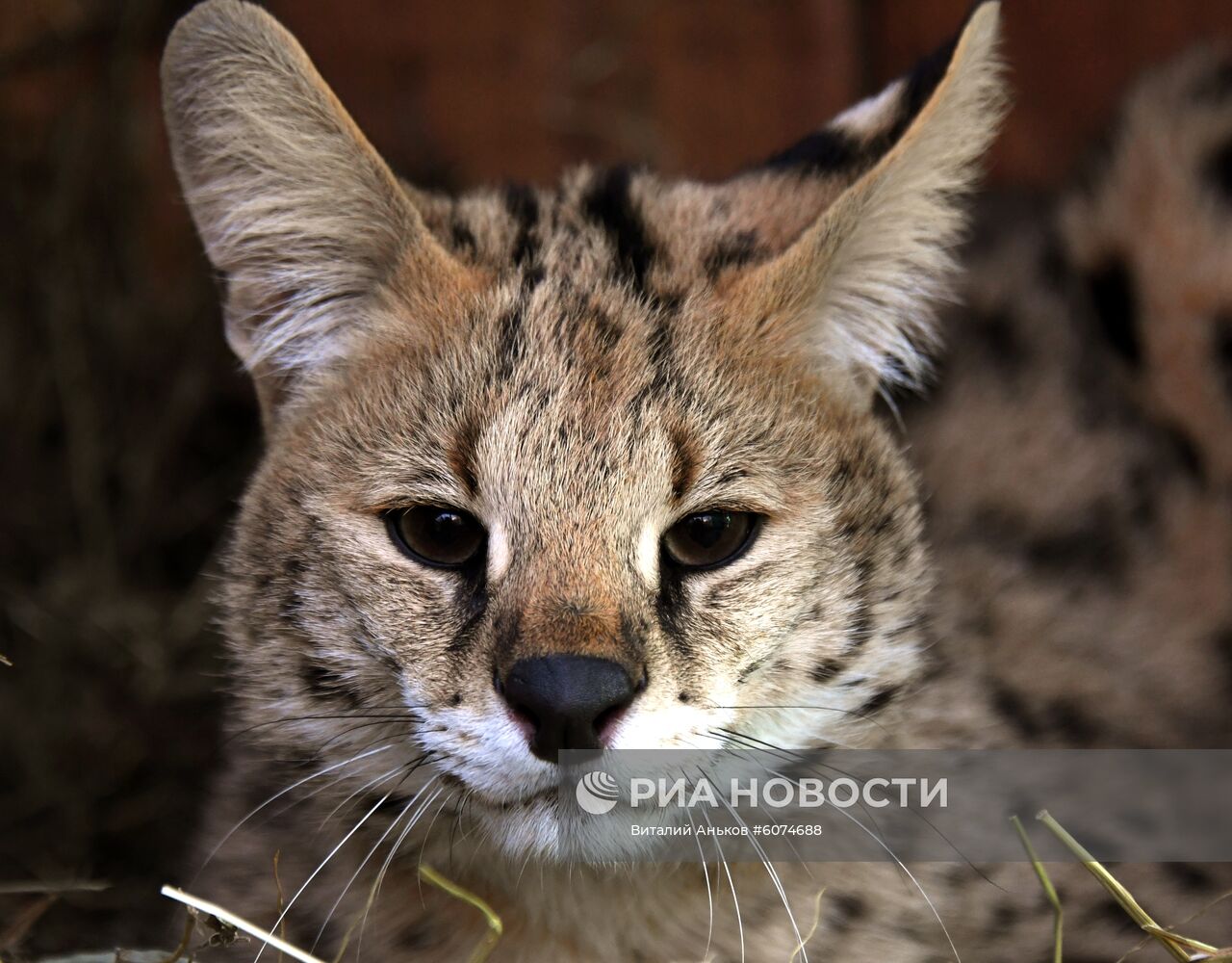 Сервал в Приморском сафари-парке 