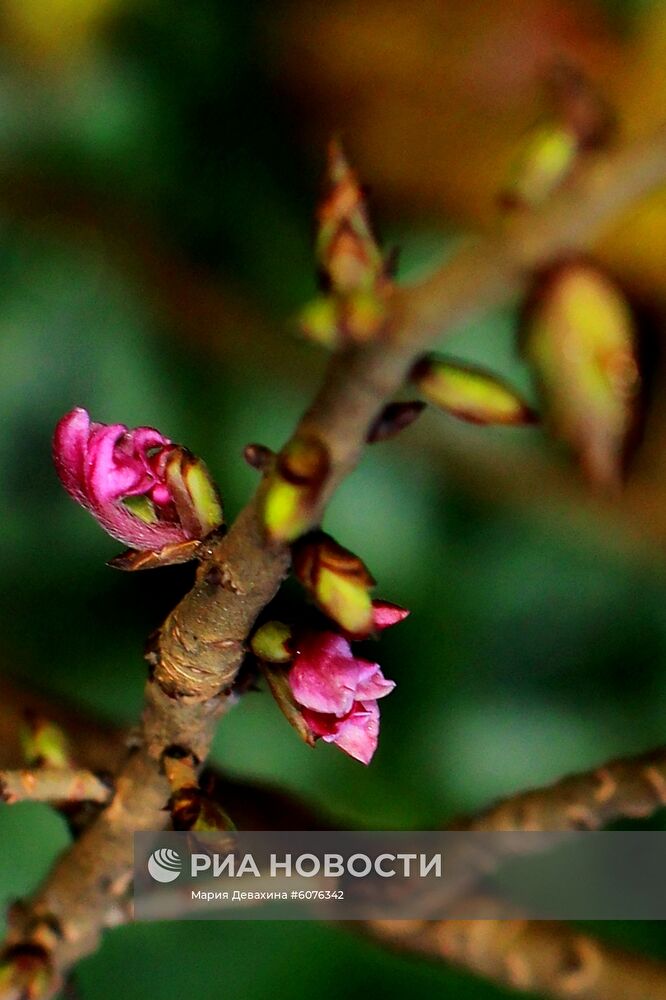 В Ботаническом саду МГУ "Аптекарский огород" расцвел пухляк