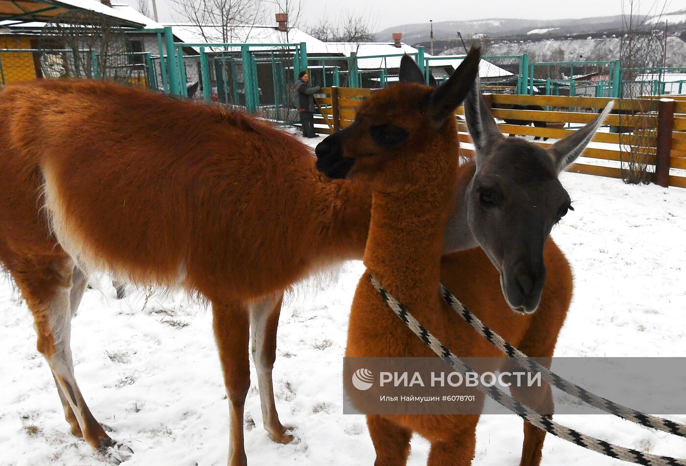 Детеныш альпаки и гуанако в Красноярском зоопарке