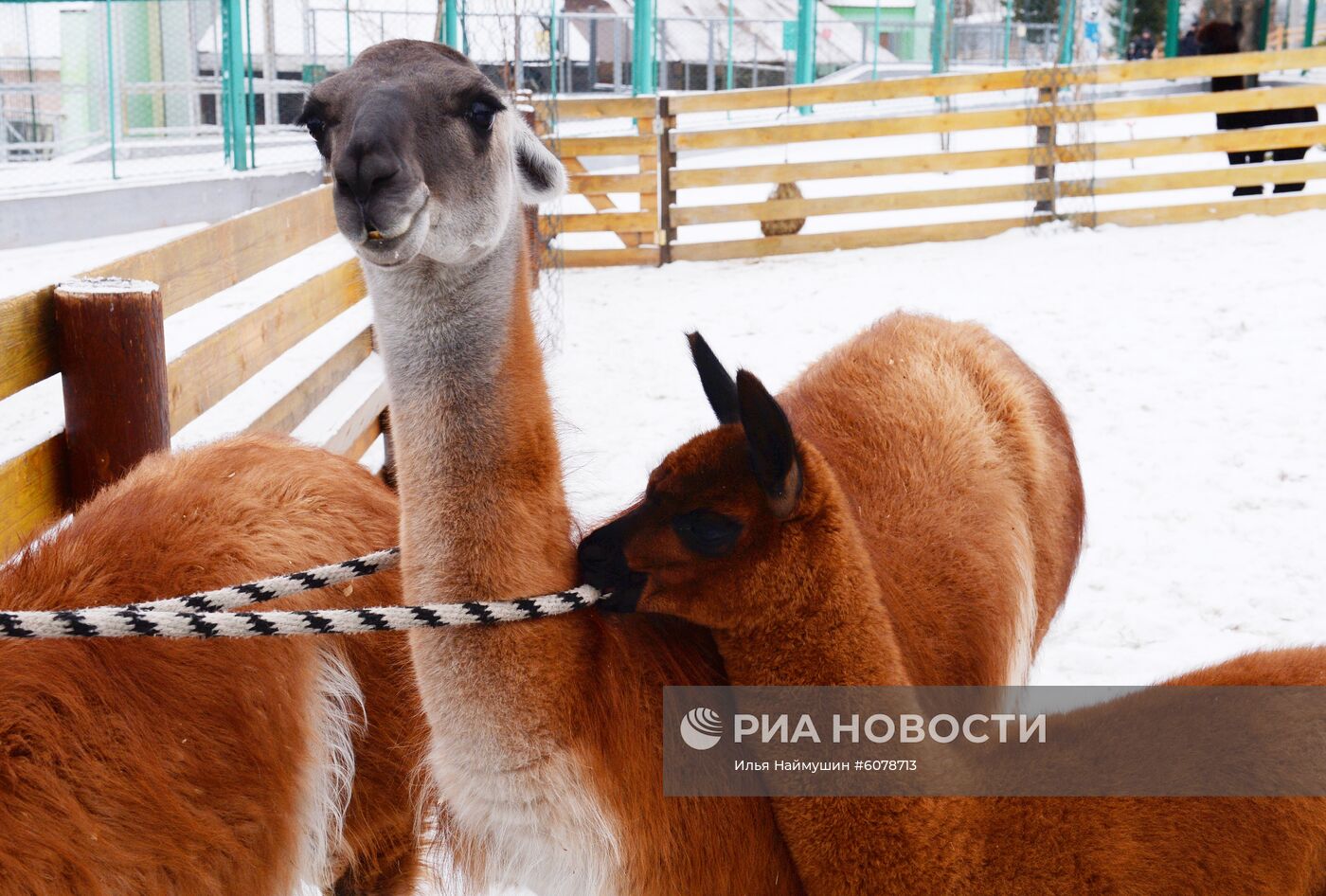 Детеныш альпаки и гуанако в Красноярском зоопарке