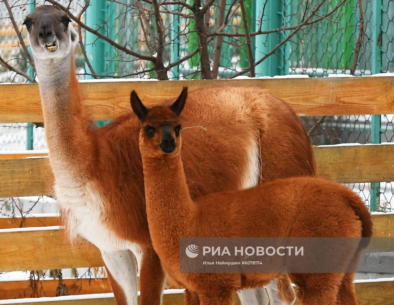 Детеныш альпаки и гуанако в Красноярском зоопарке