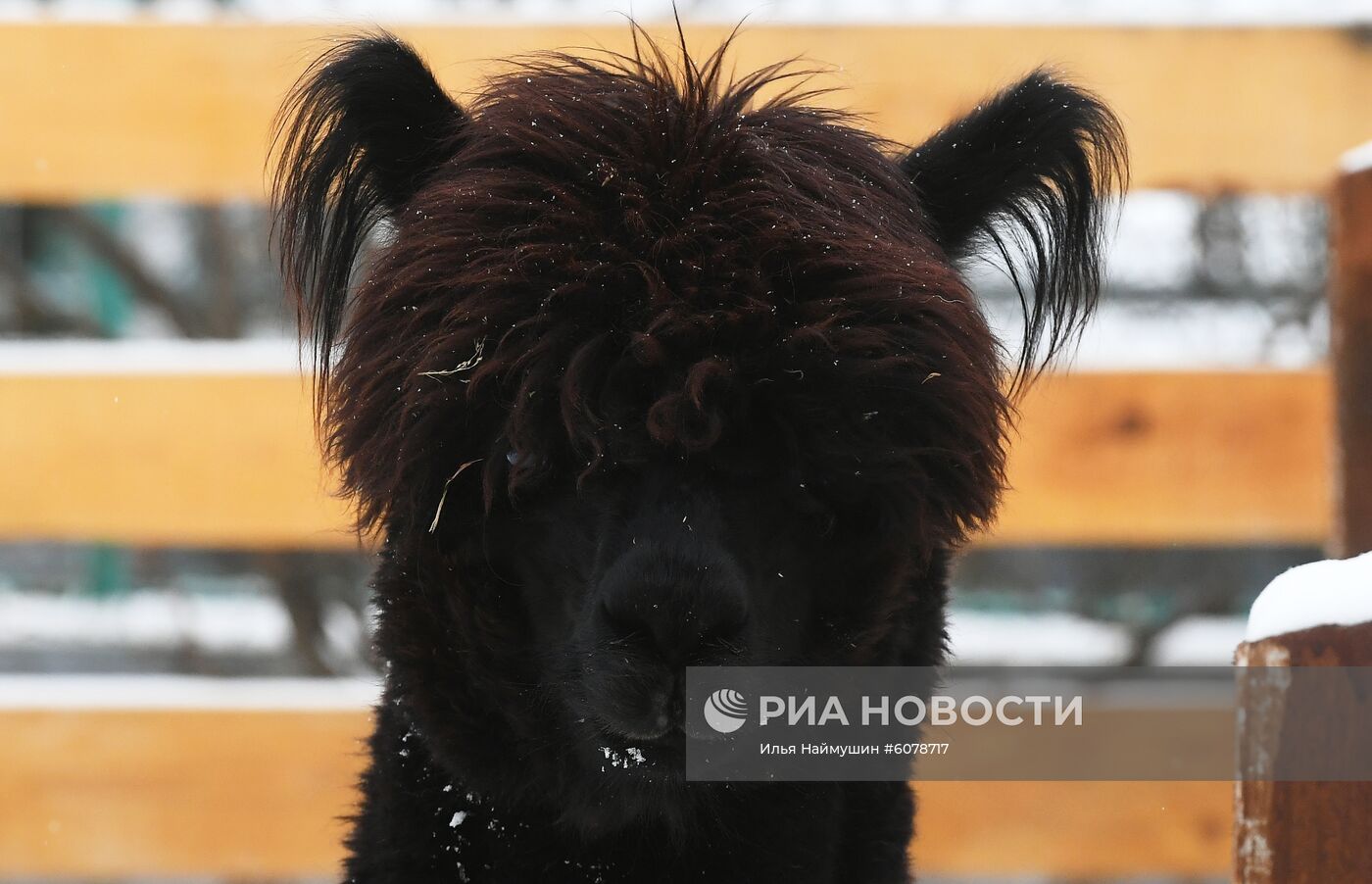 Детеныш альпаки и гуанако в Красноярском зоопарке