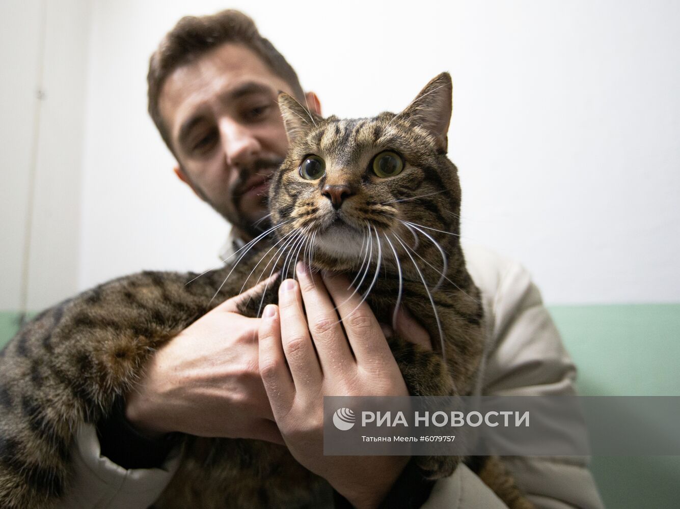 Владелец кота Виктора может стать акционером "Аэрофлота"
