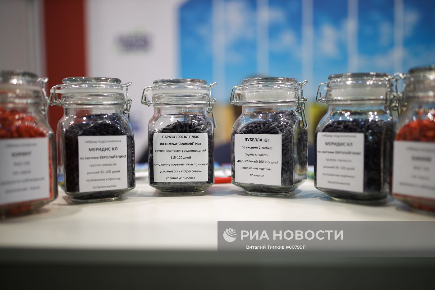 Семена подсолнечника на Международной сельскохозяйственной выставке "ЮгАгро-2019" в Краснодаре. Место: Россия, Краснодар. Автор: Виталий Тимкив/РИА Новости. Международная сельскохозяйственная выставка "ЮгАгро-2019"