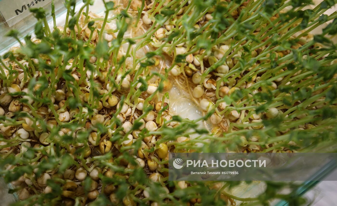 Проросшие семена сои на Международной сельскохозяйственной выставке "ЮгАгро-2019" в Краснодаре. Место: Россия, Краснодар. Автор: Виталий Тимкив/РИА Новости. Международная сельскохозяйственная выставка "ЮгАгро-2019"
