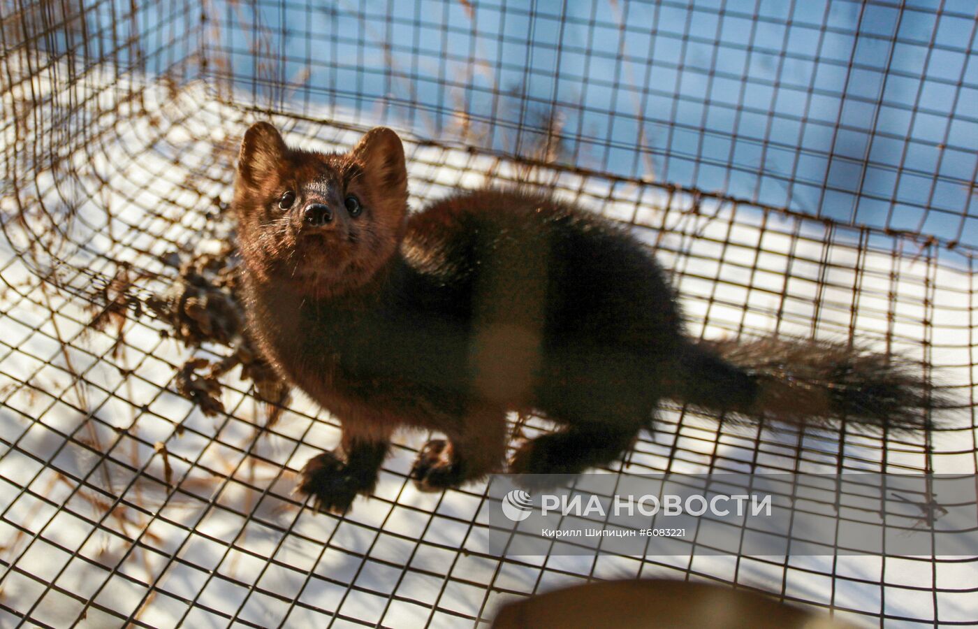 Зверохозяйство "Большереченское" в Иркутской области